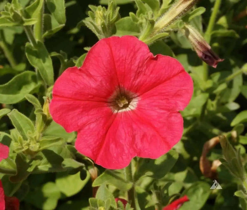 Petunia flowers seed, Fire Chief, Fragrant, Groundcover - Caribbean garden seed
