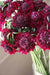 Pincushion Flowers seeds, DOUBLE RED , Perennial - Caribbean garden seed
