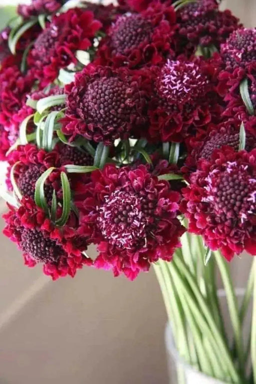 Pincushion Flowers seeds, DOUBLE RED , Perennial - Caribbean garden seed