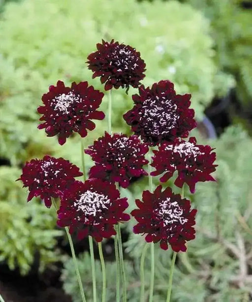 Pincushion Flowers seeds, DOUBLE RED , Perennial - Caribbean garden seed