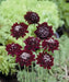 Pincushion Flowers seeds, DOUBLE RED , Perennial - Caribbean garden seed