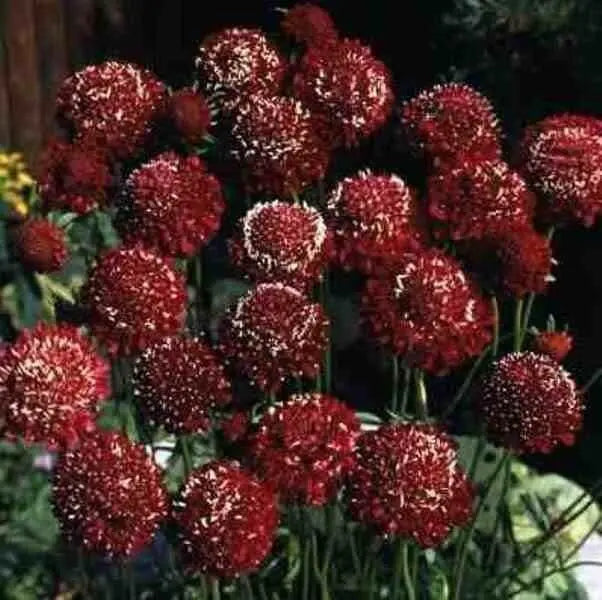 Pincushion Flowers seeds, DOUBLE RED , Perennial - Caribbean garden seed