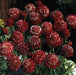 Pincushion Flowers seeds, DOUBLE RED , Perennial - Caribbean garden seed