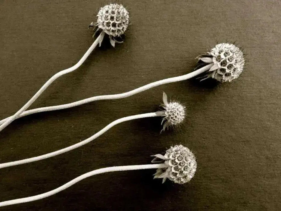 Pincushion Flowers Seeds,(Scabiosa Caucasica Perfection Blue) Perennial - Caribbean garden seed