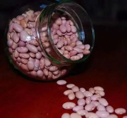PINK BEANS SEEDS, (Habichuelas Rosadas,)BUSH BEAN - Caribbean garden seed