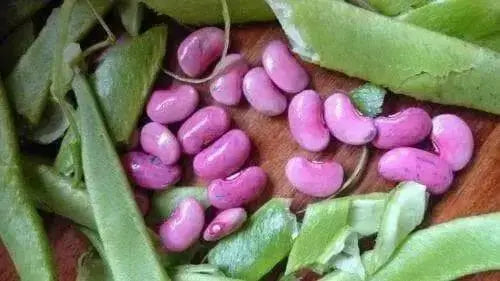 PINK BEANS SEEDS, (Habichuelas Rosadas,)BUSH BEAN - Caribbean garden seed