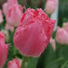 PINK Fringed TULIP CACHAREL, FALL PLANTING BULBS - Caribbean garden seed