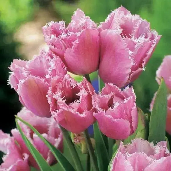 PINK Fringed TULIP CACHAREL, FALL PLANTING BULBS - Caribbean garden seed