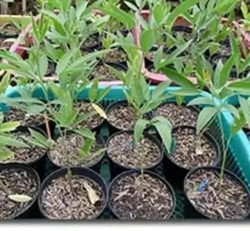 PIGEON PEA- 4' POT LIVE PLANT- Jamaican Gungo peas ,Cajanus Cajun - Caribbean garden seed