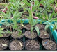 PIGEON PEA- 4' POT LIVE PLANT- Jamaican Gungo peas ,Cajanus Cajun - Caribbean garden seed