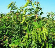 PIGEON PEA- 4' POT LIVE PLANT- Jamaican Gungo peas ,Cajanus Cajun - Caribbean garden seed
