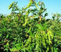 PIGEON PEA- 4' POT LIVE PLANT- Jamaican Gungo peas ,Cajanus Cajun - Caribbean garden seed