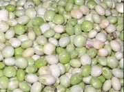 PIGEON PEA- 4' POT LIVE PLANT- Jamaican Gungo peas ,Cajanus Cajun - Caribbean garden seed