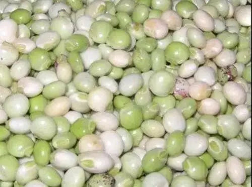 PIGEON PEA- 4' POT LIVE PLANT- Jamaican Gungo peas ,Cajanus Cajun - Caribbean garden seed