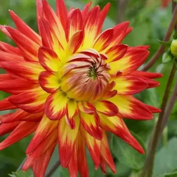 PINENDS PAM, cactus dahlia (tuber) PERENNIAL FLOWERS - Caribbean garden seed