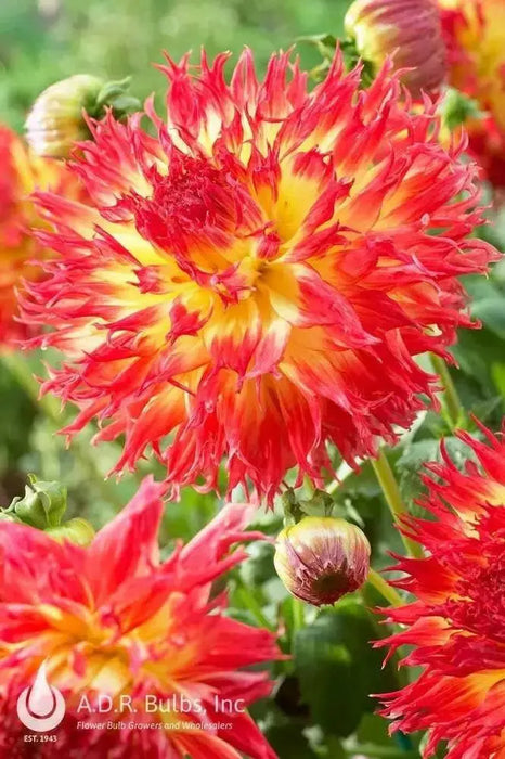 PINENDS PAM, cactus dahlia (tuber) PERENNIAL FLOWERS - Caribbean garden seed