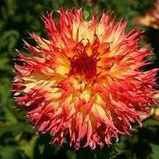 PINENDS PAM, cactus dahlia (tuber) PERENNIAL FLOWERS - Caribbean garden seed