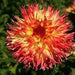 PINENDS PAM, cactus dahlia (tuber) PERENNIAL FLOWERS - Caribbean garden seed