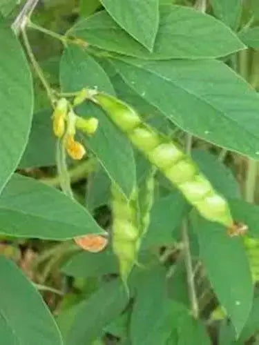 PIGEON PEA- 4' POT LIVE PLANT- Jamaican Gungo peas ,Cajanus Cajun - Caribbean garden seed