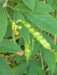 PIGEON PEA- 4' POT LIVE PLANT- Jamaican Gungo peas ,Cajanus Cajun - Caribbean garden seed