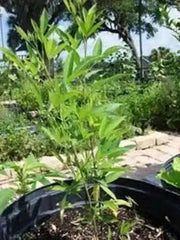 PIGEON PEA- 4' POT LIVE PLANT- Jamaican Gungo peas ,Cajanus Cajun - Caribbean garden seed