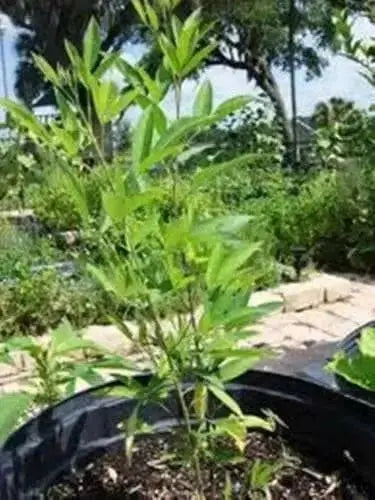 PIGEON PEA- 4' POT LIVE PLANT- Jamaican Gungo peas ,Cajanus Cajun - Caribbean garden seed