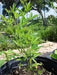 PIGEON PEA- 4' POT LIVE PLANT- Jamaican Gungo peas ,Cajanus Cajun - Caribbean garden seed