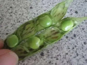 PIGEON PEA- 4' POT LIVE PLANT- Jamaican Gungo peas ,Cajanus Cajun - Caribbean garden seed