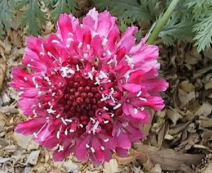 Pincushion Scabiosa SEEDS -Rose, PERENNIAL Flowers - Caribbean garden seed