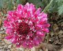 Pincushion Scabiosa SEEDS -Rose, PERENNIAL Flowers - Caribbean garden seed