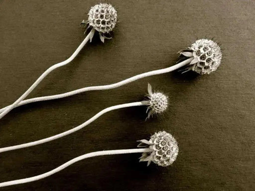 Pincushion Scabiosa SEEDS -Rose, PERENNIAL Flowers - Caribbean garden seed