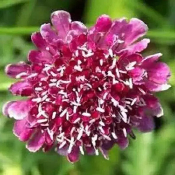 Pincushion Scabiosa SEEDS -Rose, PERENNIAL Flowers - Caribbean garden seed