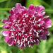 Pincushion Scabiosa SEEDS -Rose, PERENNIAL Flowers - Caribbean garden seed