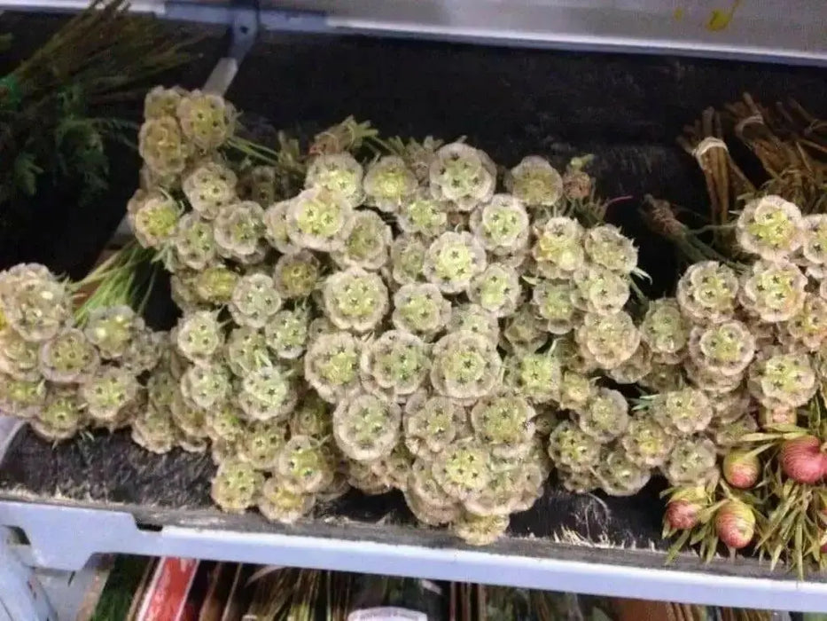 Pincushion Scabiosa SEEDS -Rose, PERENNIAL Flowers - Caribbean garden seed