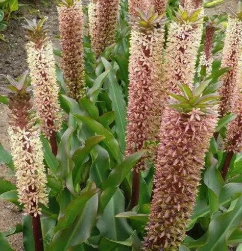 Pineapple Lily Tugela Gem, Bulbs,TROPICAL FLOWERS - Caribbean garden seed