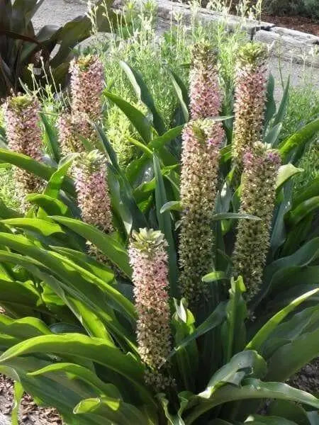 Pineapple Lily Tugela Gem, Bulbs,TROPICAL FLOWERS - Caribbean garden seed