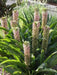 Pineapple Lily Tugela Gem, Bulbs,TROPICAL FLOWERS - Caribbean garden seed