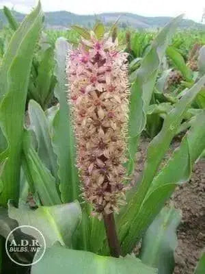 Pineapple Lily Tugela Gem, Bulbs,TROPICAL FLOWERS - Caribbean garden seed