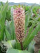 Pineapple Lily Tugela Gem, Bulbs,TROPICAL FLOWERS - Caribbean garden seed