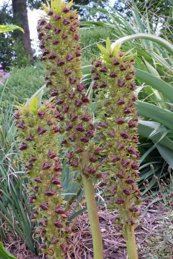 Pineapple Lily Tugela Gem, Bulbs,TROPICAL FLOWERS - Caribbean garden seed