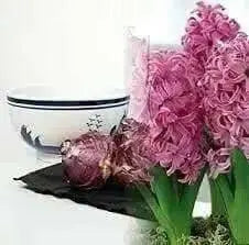 Pink Hyacinth .Indoor Growing Kit ,3 Bulbs with Delft Ceramic Bowl - Caribbean garden seed