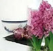 Pink Hyacinth .Indoor Growing Kit ,3 Bulbs with Delft Ceramic Bowl - Caribbean garden seed