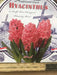 Pink Hyacinth .Indoor Growing Kit ,3 Bulbs with Delft Ceramic Bowl - Caribbean garden seed