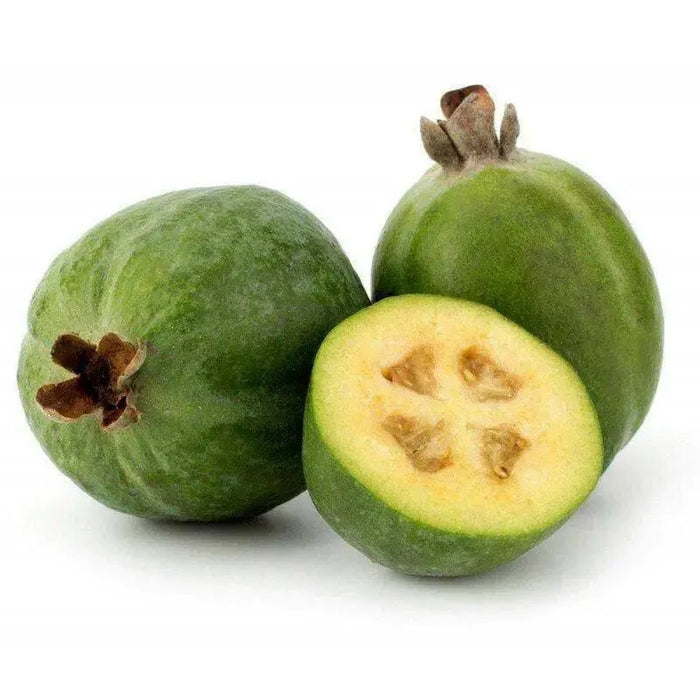 Pineapple Guava  SeedS (Acca sellowiana) Fruit Tree Shrub-Perennial ! - Caribbean garden seed