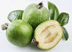 Pineapple Guava  SeedS (Acca sellowiana) Fruit Tree Shrub-Perennial ! - Caribbean garden seed