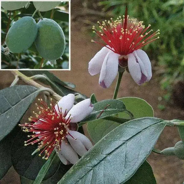 Pineapple Guava  SeedS (Acca sellowiana) Fruit Tree Shrub-Perennial ! - Caribbean garden seed