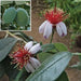 Pineapple Guava  SeedS (Acca sellowiana) Fruit Tree Shrub-Perennial ! - Caribbean garden seed