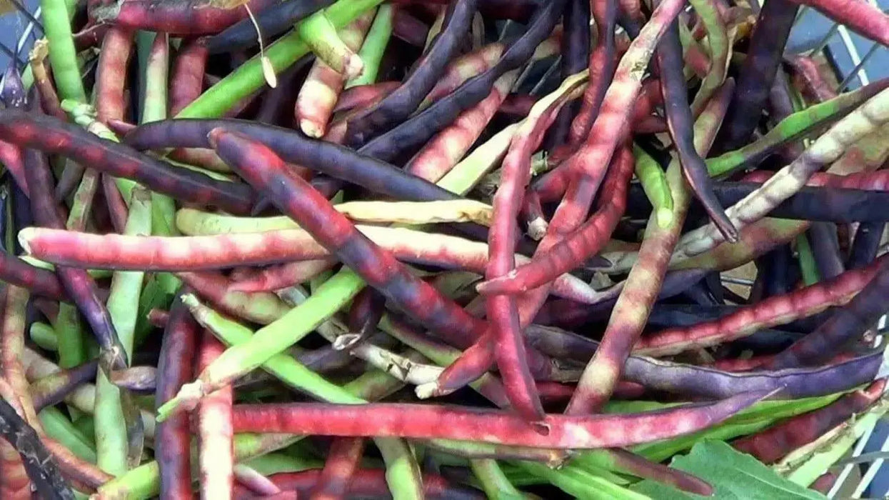 Pink Eyed Purple Hulled Cowpea Seed (vigna unguiculata) Southern Pea - Caribbean garden seed
