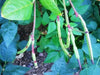 Pink Eyed Purple Hulled Cowpea Seed (vigna unguiculata) Southern Pea - Caribbean garden seed