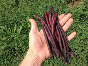 Pink Eyed Purple Hulled Cowpea Seed (vigna unguiculata) Southern Pea - Caribbean garden seed